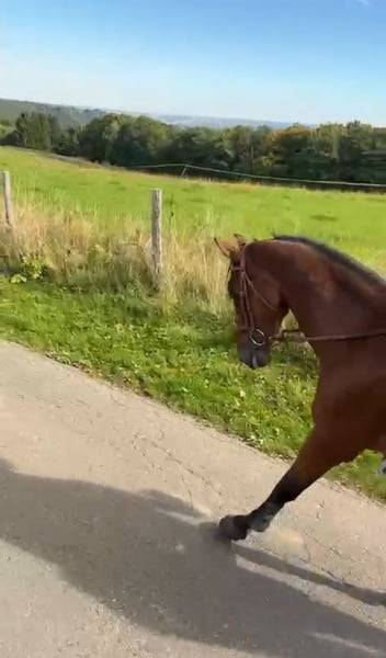 Castrone sBs Cavallo da Sport Belgio In vendita 2008 Baio scuro ,  U Chin van Schuttershof