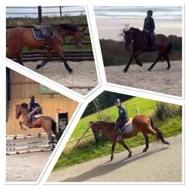 Castrone sBs Cavallo da Sport Belgio In vendita 2008 Baio scuro ,  U Chin van Schuttershof