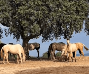 Cavalla PRE Andaluso In vendita 2022 Altro colore