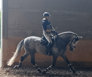 Intero PRE Andaluso In vendita 2021 Grigio