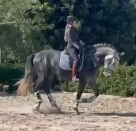 Intero PRE Andaluso In vendita 2021 Grigio