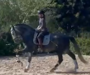 Intero PRE Andaluso In vendita 2021 Grigio