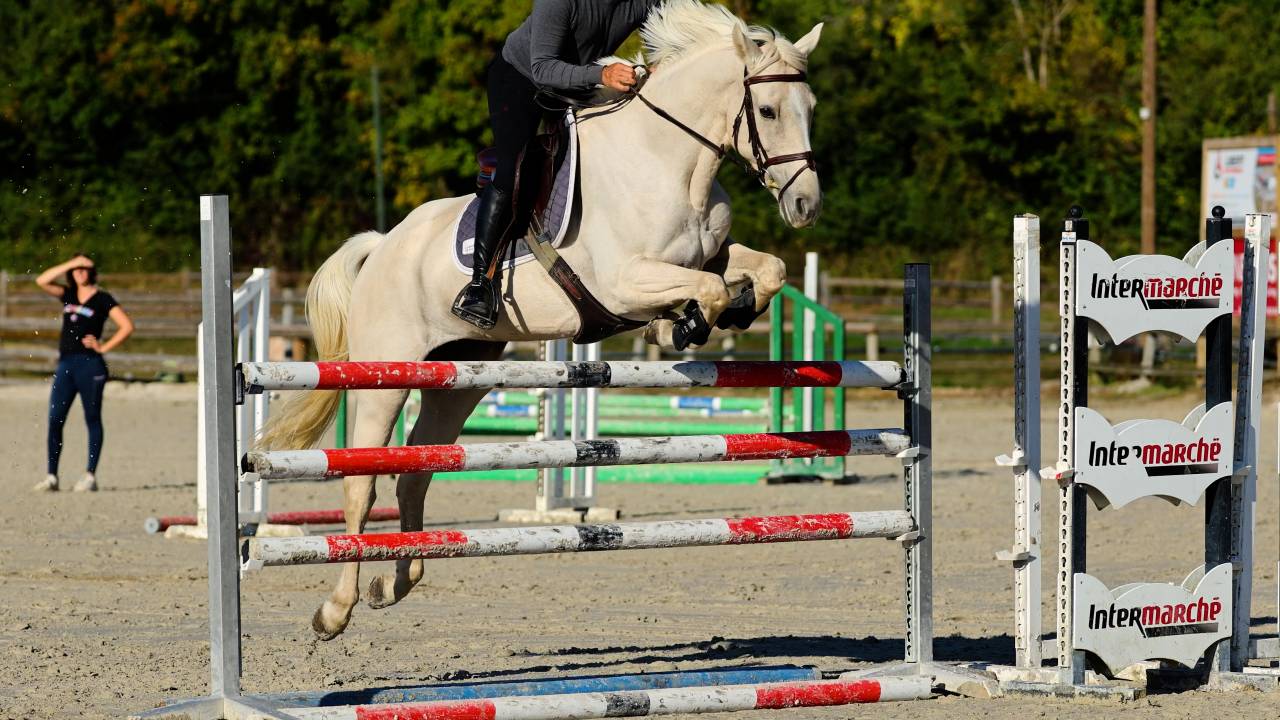 Cavalla Cavallo da Sport Irlandese In vendita 2018 Palomino ,  Tullabeg Fusion