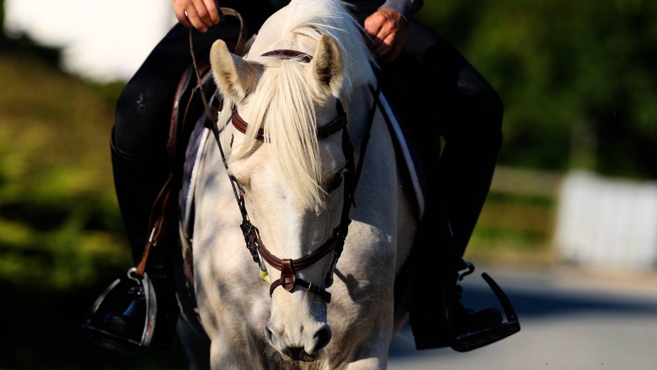 Cavalla Cavallo da Sport Irlandese In vendita 2018 Palomino ,  Tullabeg Fusion