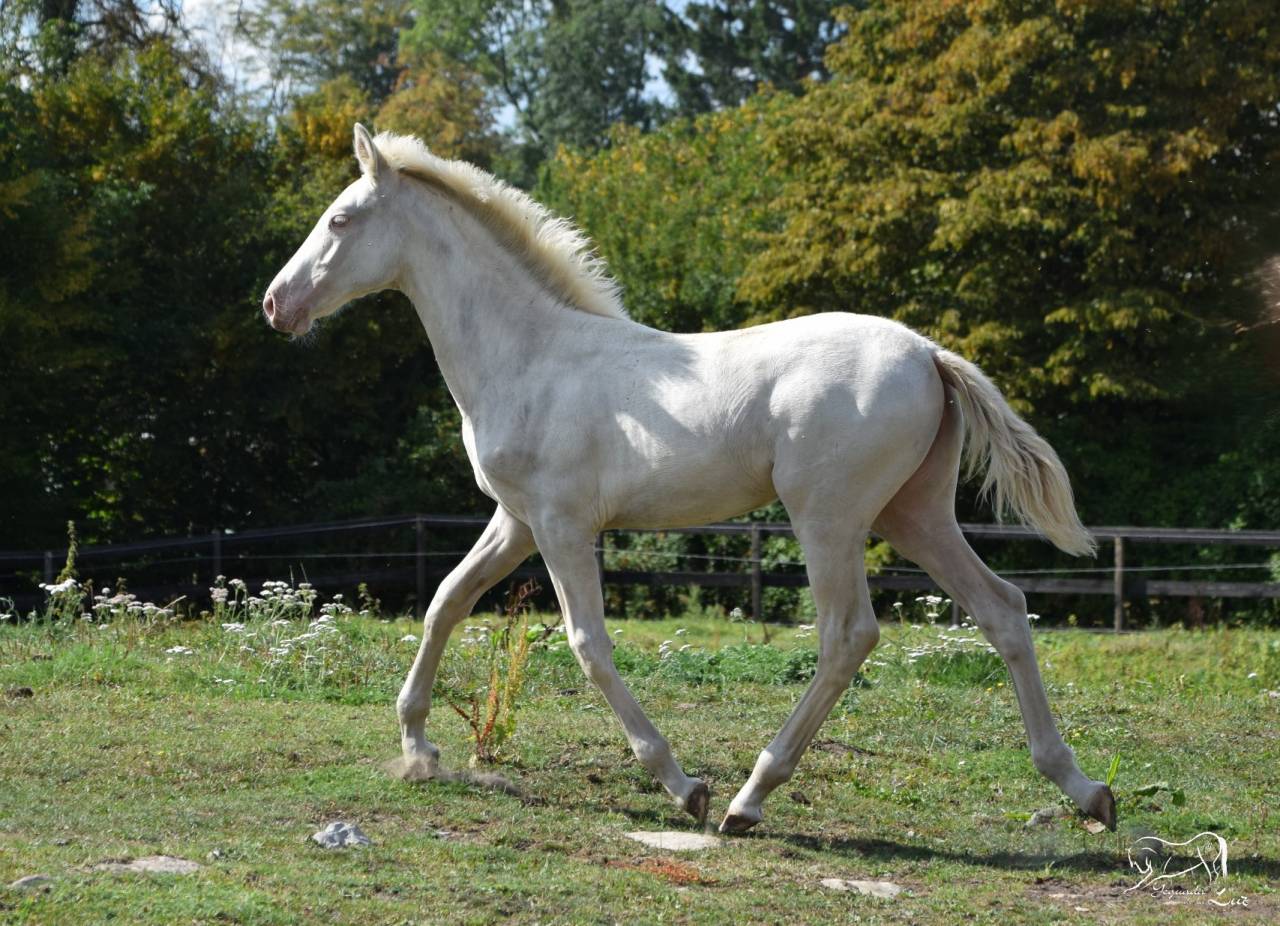 Puledra PRE Andaluso In vendita 2025 Perlino ,  Kronos MR