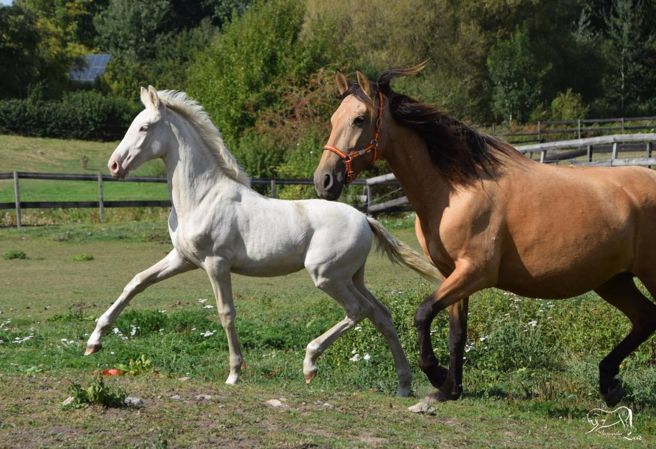 Puledra PRE Andaluso In vendita 2025 Perlino ,  Kronos MR