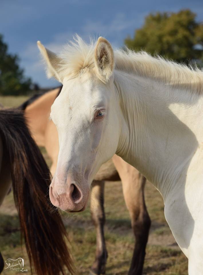 Puledra PRE Andaluso In vendita 2025 Perlino ,  Kronos MR