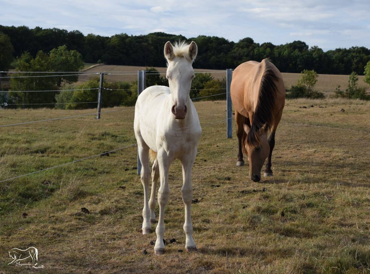 Puledra PRE Andaluso In vendita 2025 Perlino ,  Kronos MR