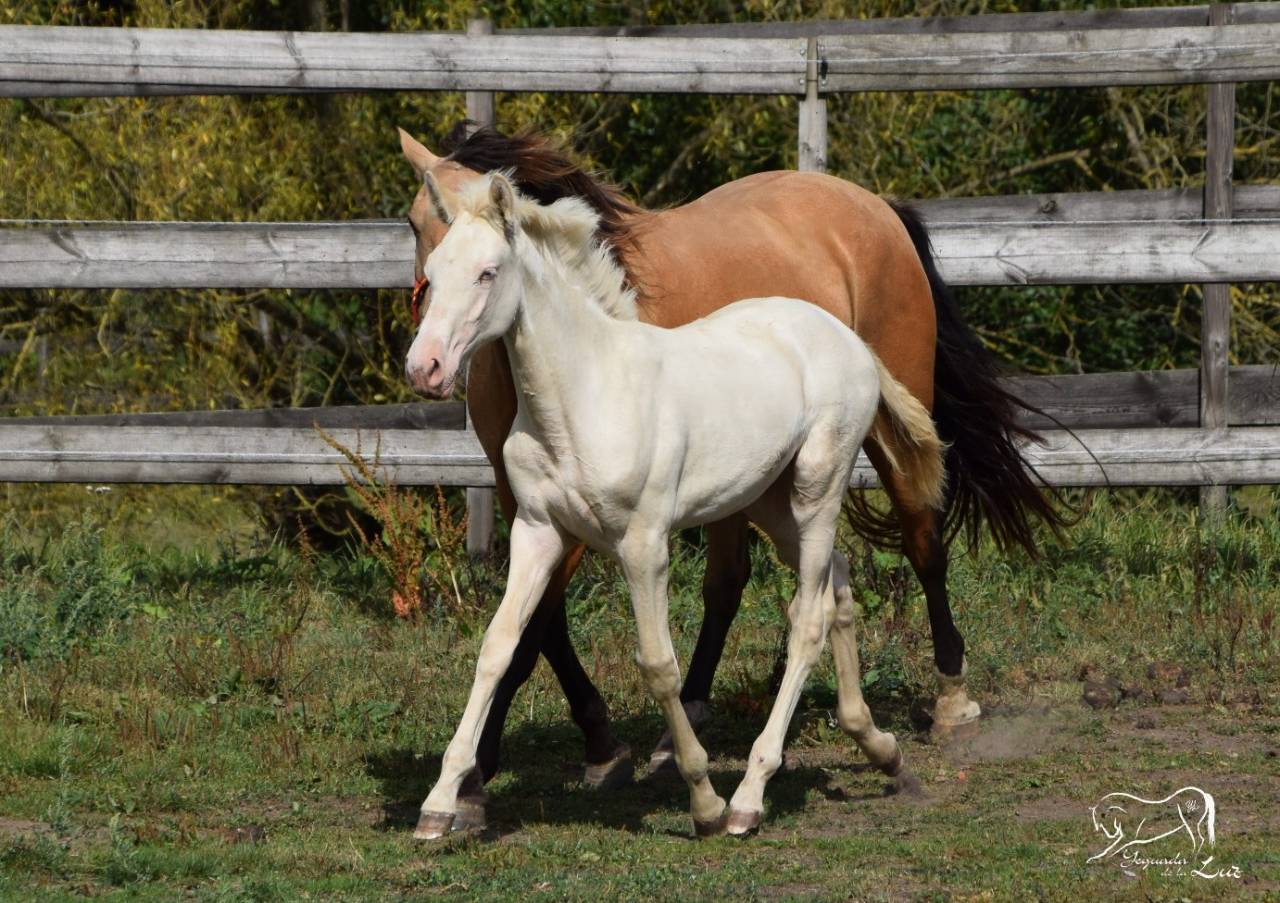 Puledra PRE Andaluso In vendita 2025 Perlino ,  Kronos MR