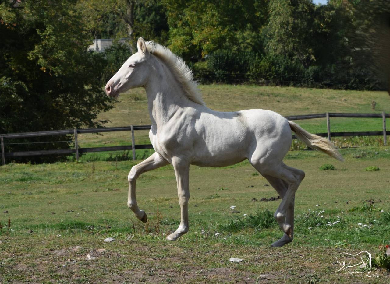 Puledra PRE Andaluso In vendita 2025 Perlino ,  Kronos MR