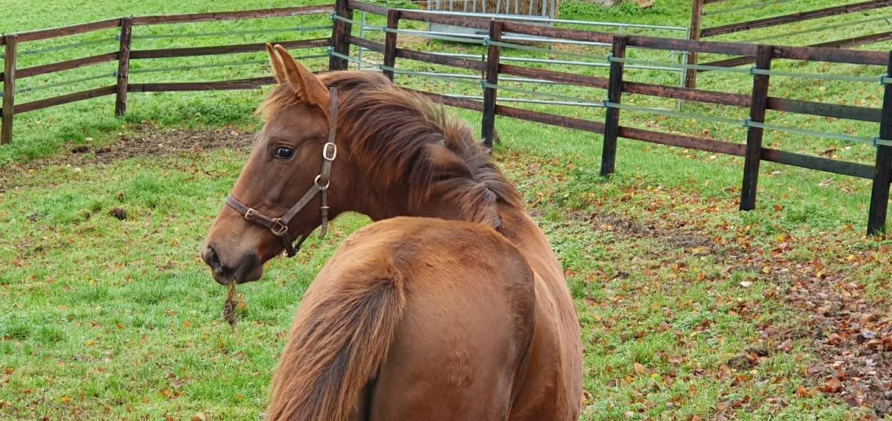Puledra Sella Francese In vendita 2025 Sauro
