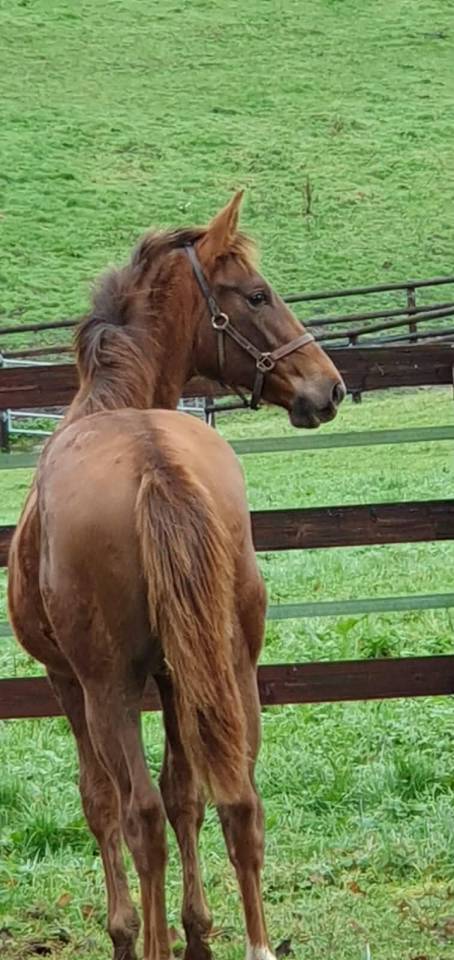 Puledra Sella Francese In vendita 2025 Sauro