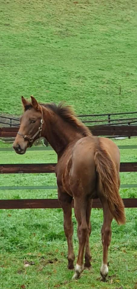 Puledra Sella Francese In vendita 2025 Sauro