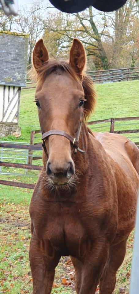 Puledra Sella Francese In vendita 2025 Sauro