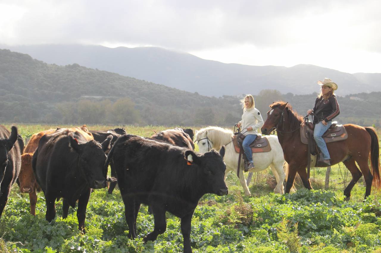 ATE (Accompagnatore Turismo Equestre) - CDD Tempo pieno - Corse-du-Sud Francia
