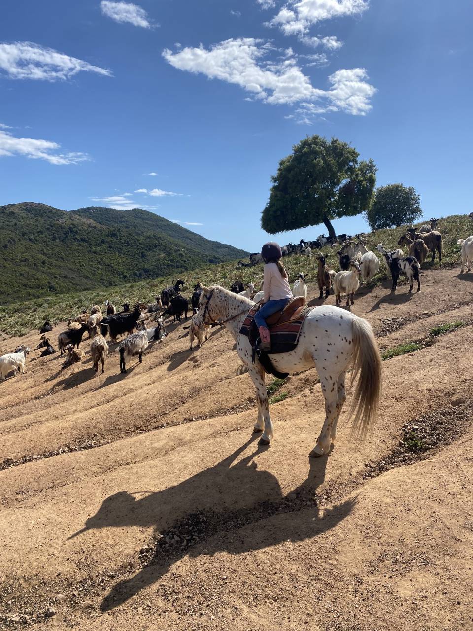 ATE (Accompagnatore Turismo Equestre) - CDD Tempo pieno - Corse-du-Sud Francia