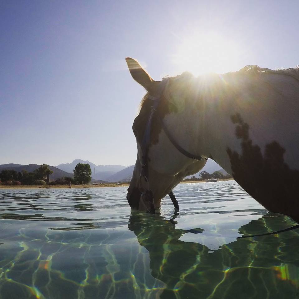 ATE (Accompagnatore Turismo Equestre) - CDD Tempo pieno - Corse-du-Sud Francia