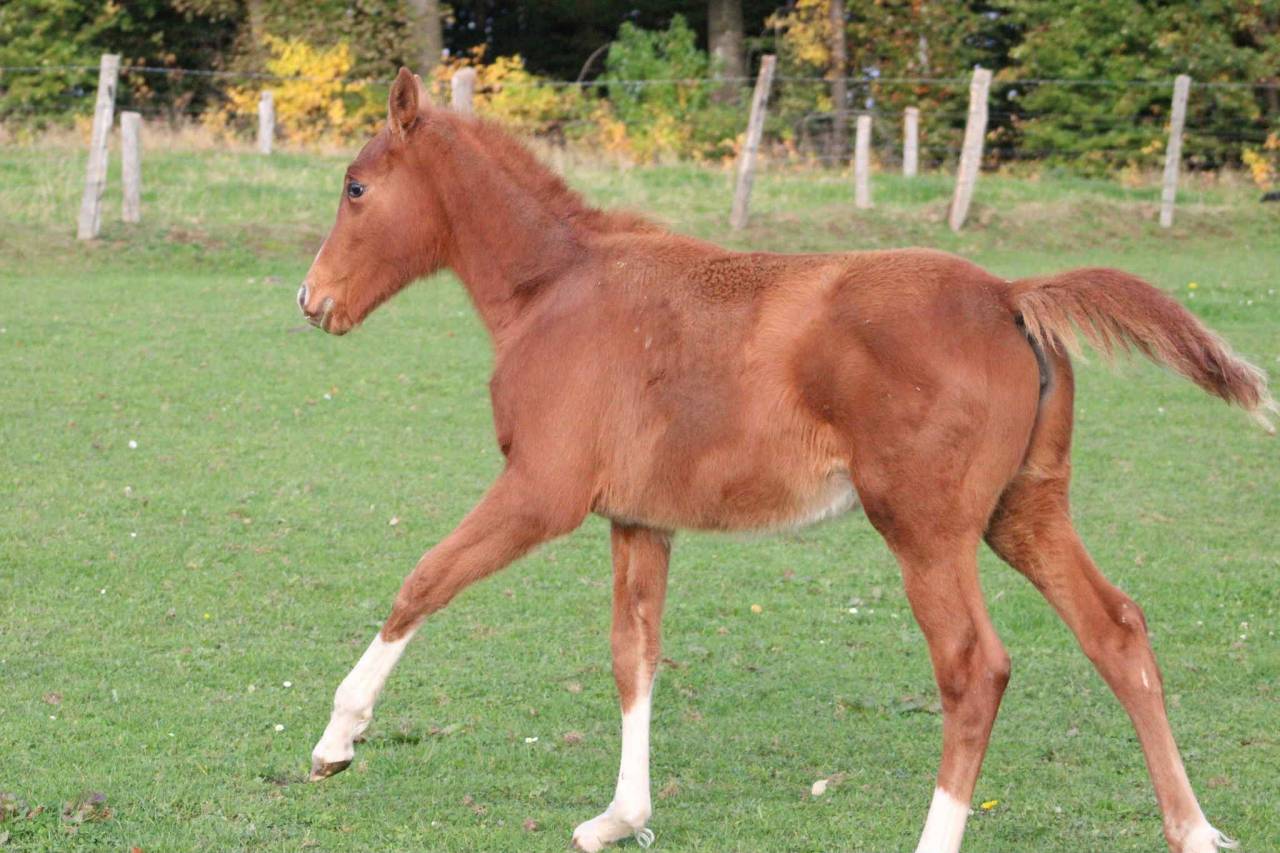 Cavalla Zangersheide In vendita 2025 Sauro ,  NARCOS II