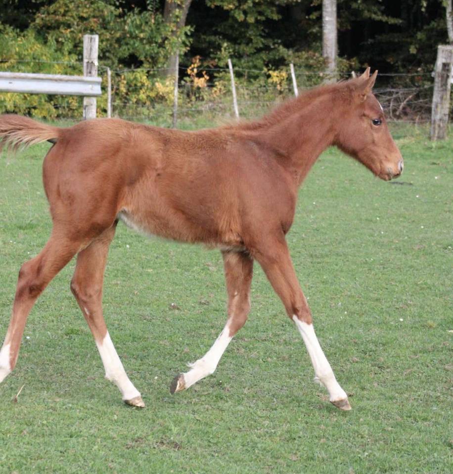 Cavalla Zangersheide In vendita 2025 Sauro ,  NARCOS II