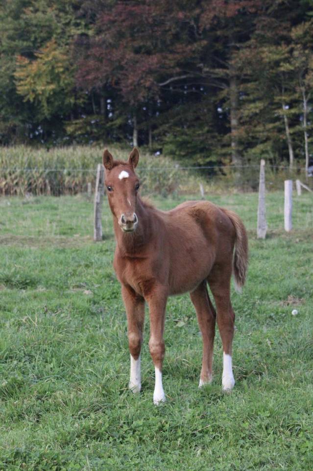 Cavalla Zangersheide In vendita 2025 Sauro ,  NARCOS II