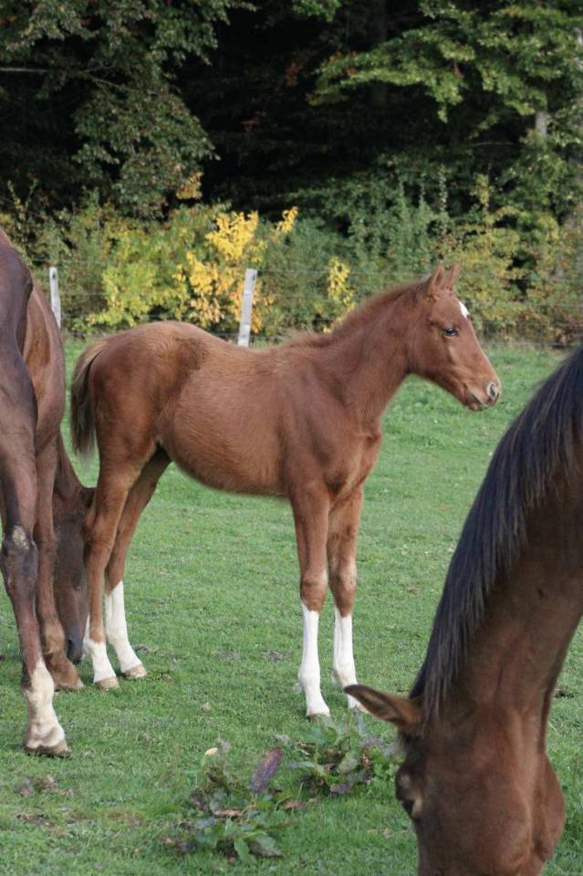 Cavalla Zangersheide In vendita 2025 Sauro ,  NARCOS II