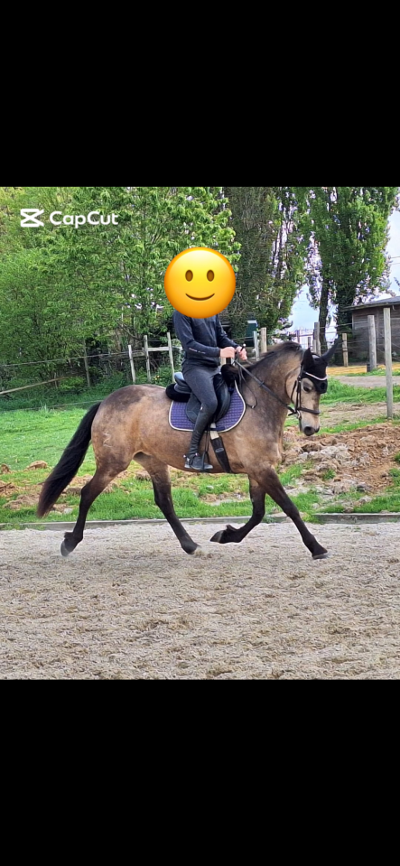 Cavalla Razze di cavalli non conosciute In vendita 2012 Isabella