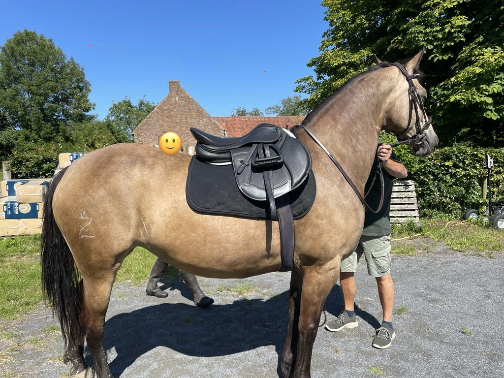 Cavalla Razze di cavalli non conosciute In vendita 2012 Isabella