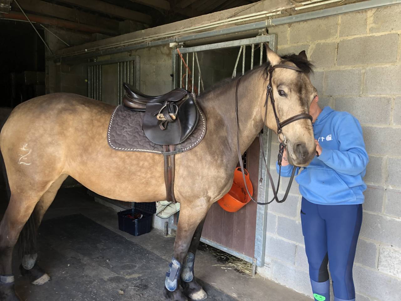 Cavalla Razze di cavalli non conosciute In vendita 2012 Isabella