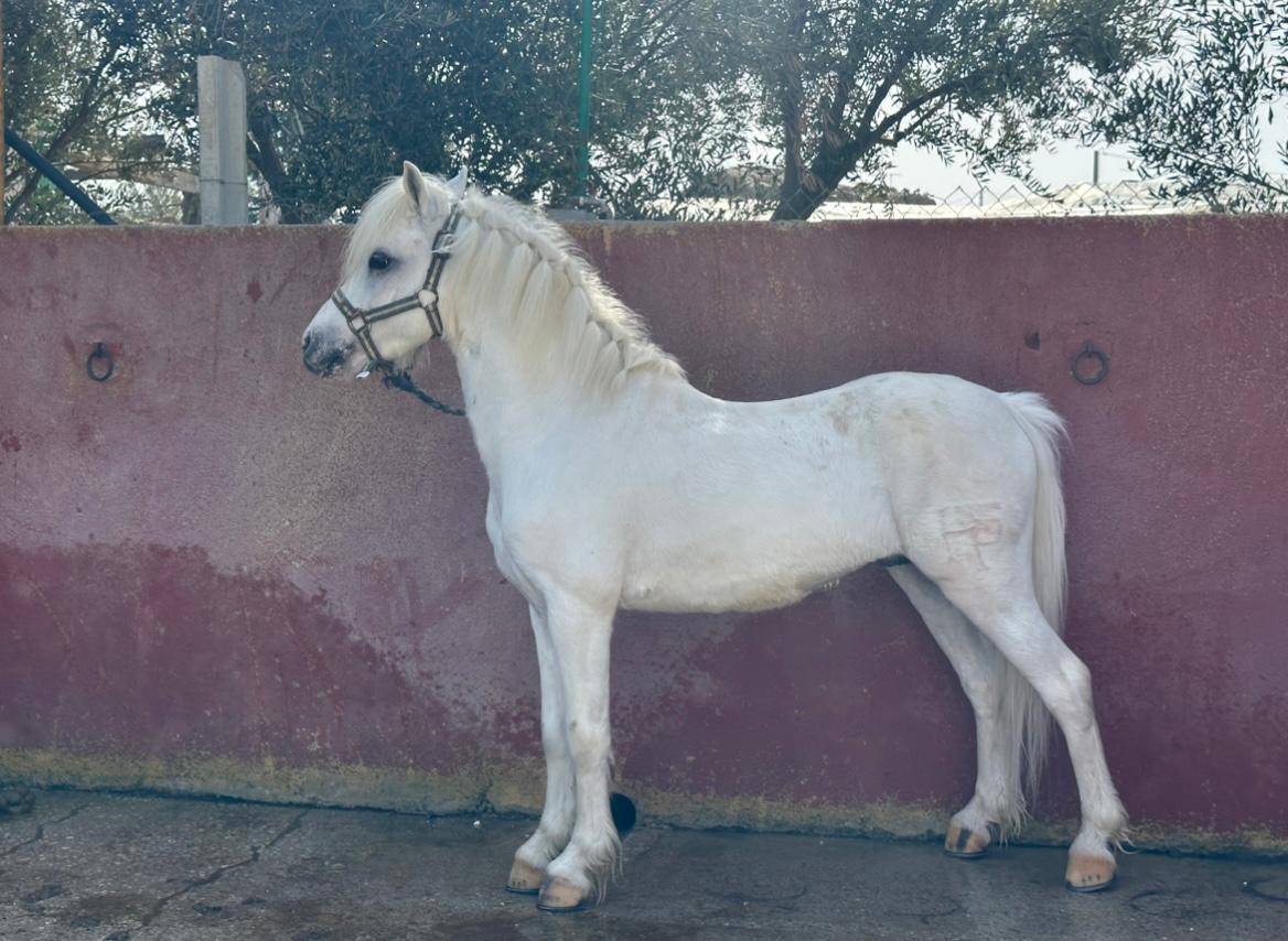 Pony castrone Spagnolo anno 2016