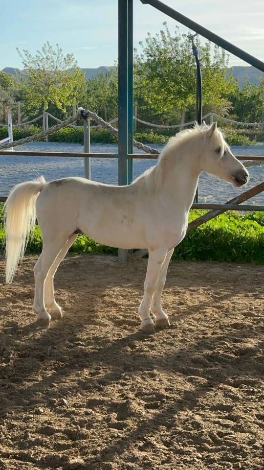 Pony castrone Spagnolo anno 2016
