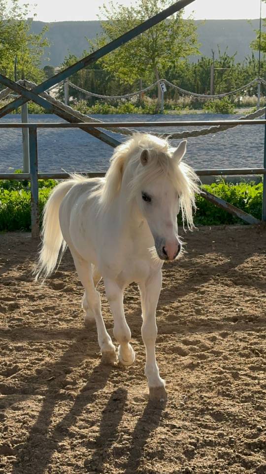 Pony castrone Spagnolo anno 2016