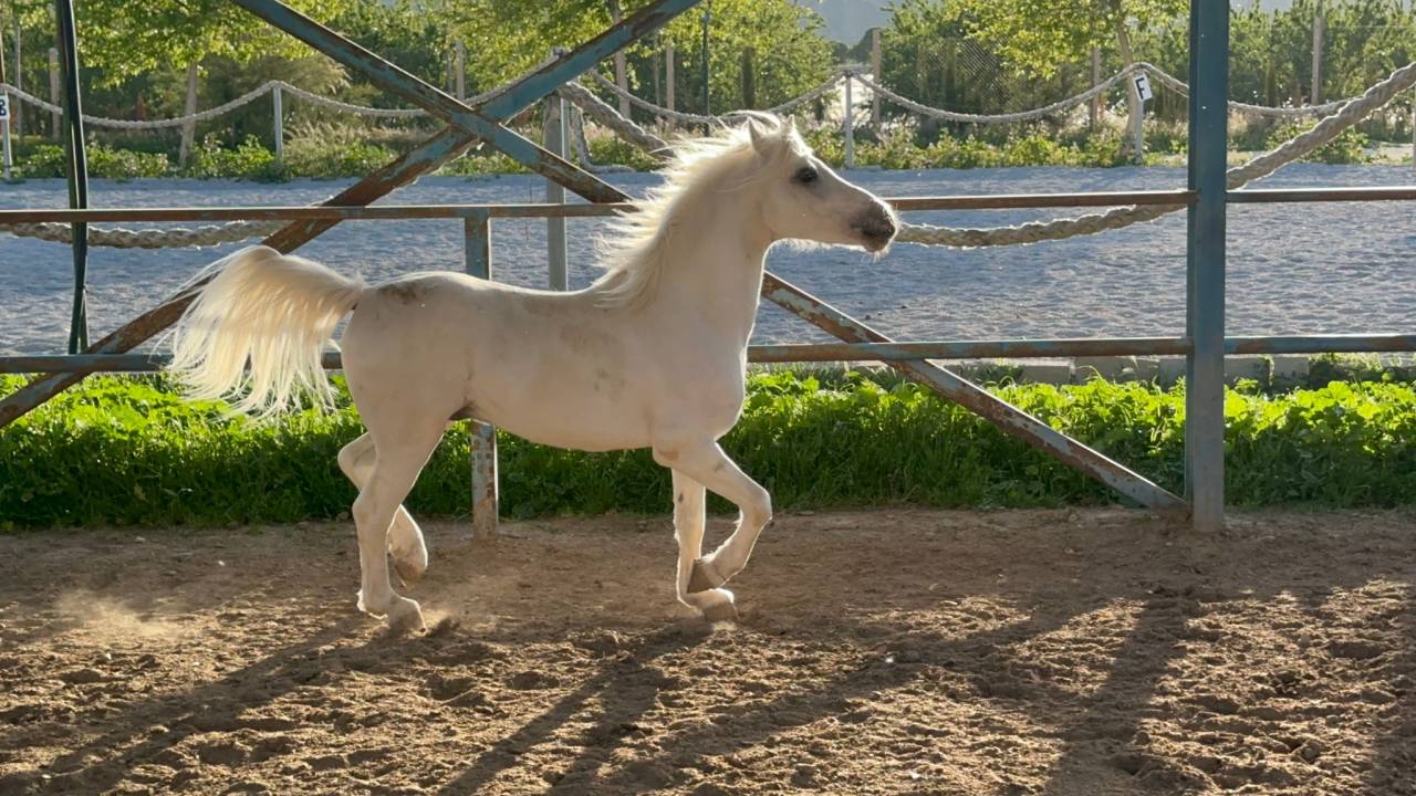 Pony castrone Spagnolo anno 2016