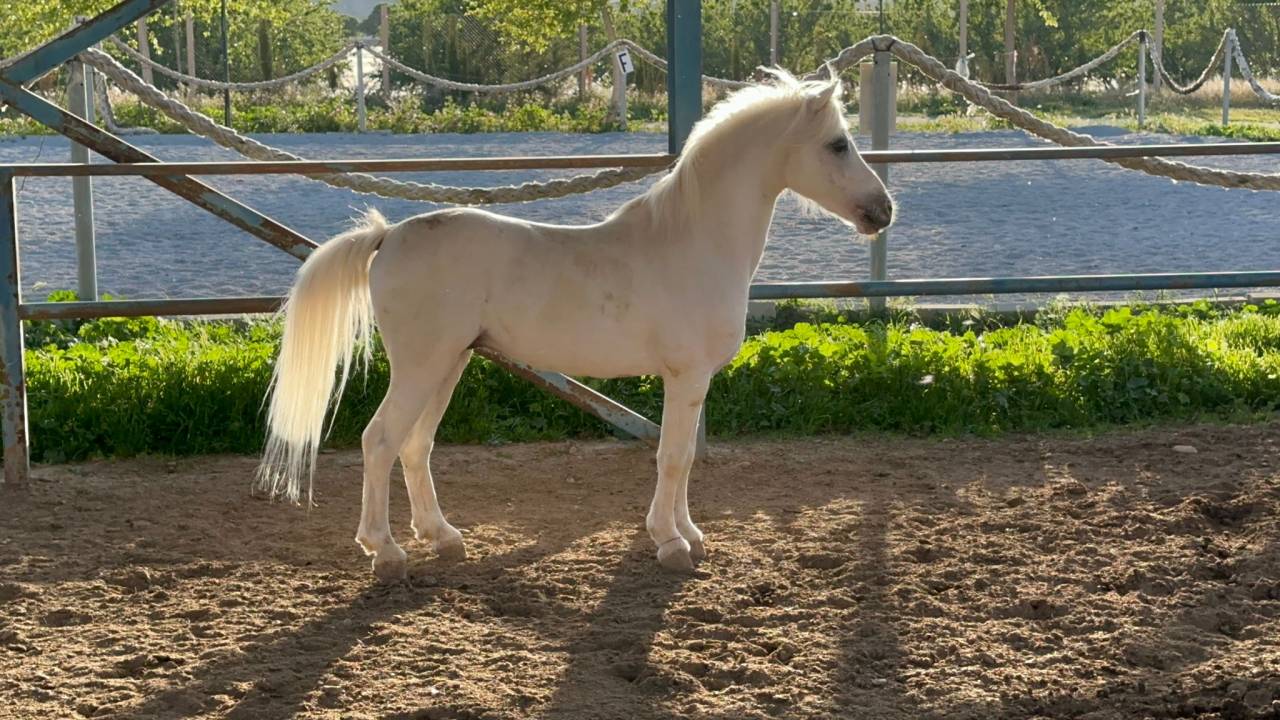 Pony castrone Spagnolo anno 2016