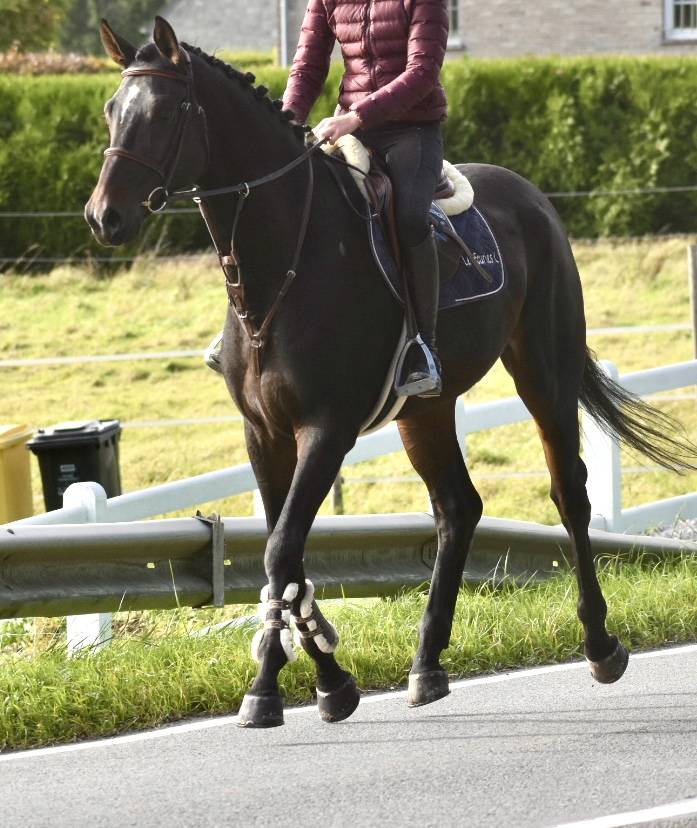 Castrone Origine non conosciuta  In vendita 2019 Baio scuro