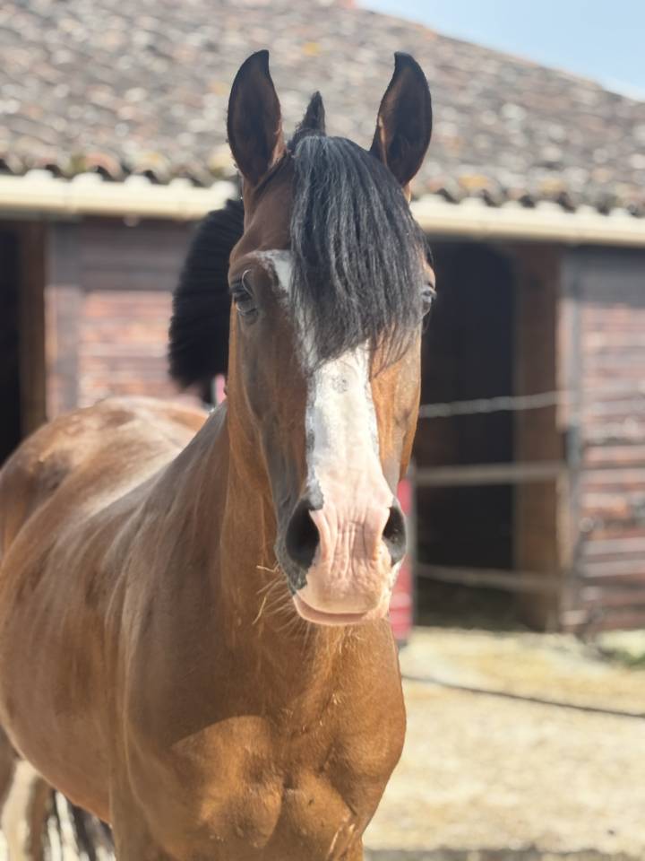 Le haras de l&rsquo;esperanza by delcroix Manon EI  