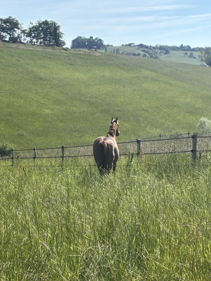 Le haras de l&rsquo;esperanza by delcroix Manon EI  