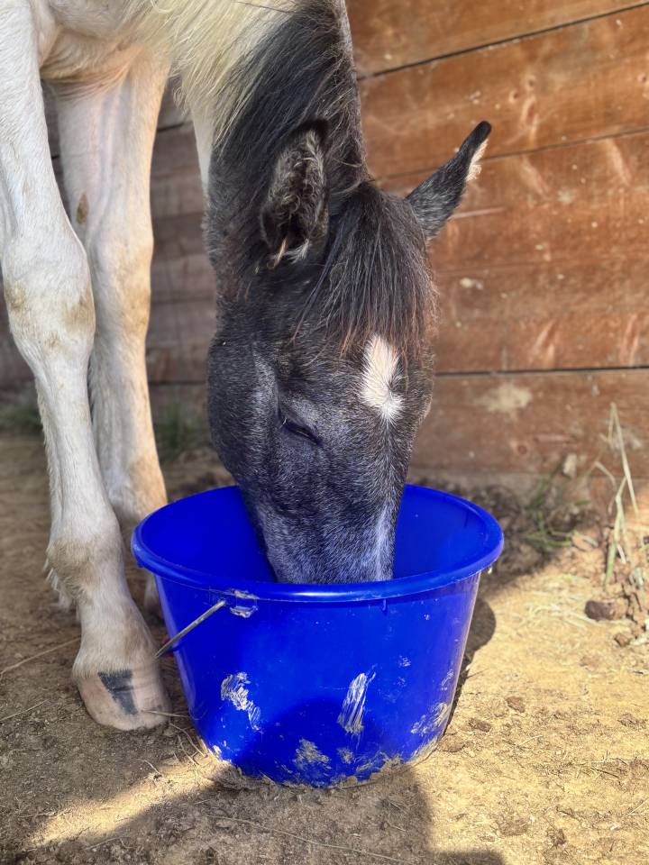 Le haras de l&rsquo;esperanza by delcroix Manon EI  