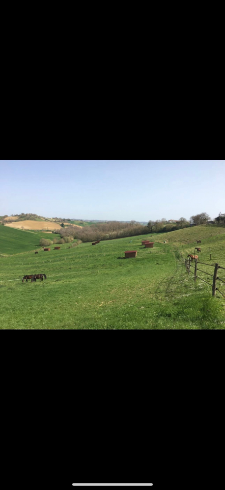 Le haras de l&rsquo;esperanza by delcroix Manon EI  