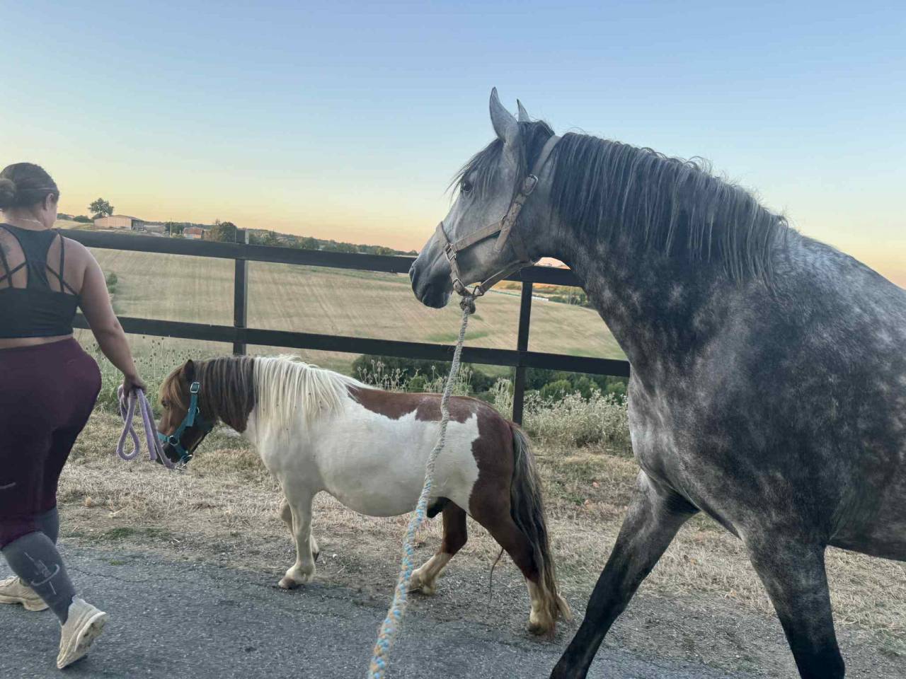 Le haras de l&rsquo;esperanza by delcroix Manon EI  