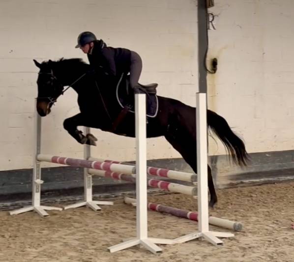 Cavalla Purosangue In vendita 2020 Nero