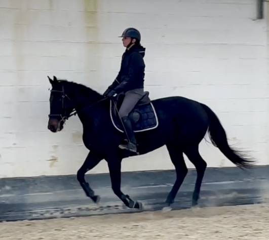 Cavalla Purosangue In vendita 2020 Nero