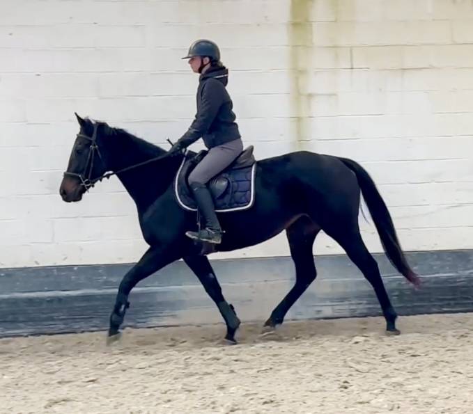 Cavalla Purosangue In vendita 2020 Nero