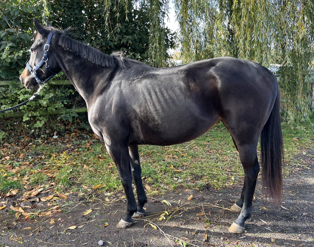 Cavalla Purosangue In vendita 2020 Nero