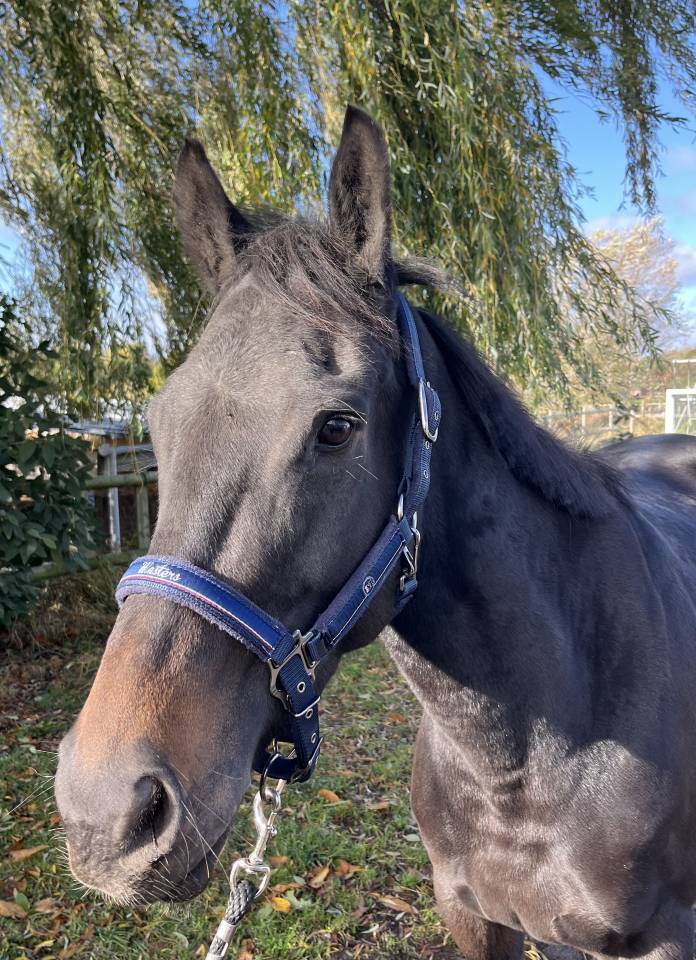 Cavalla Purosangue In vendita 2020 Nero