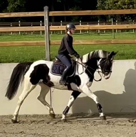 Cavalla Origine Non Constatata In vendita 2019 Pezzato