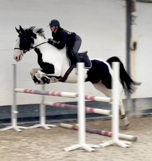 Cavalla Origine Non Constatata In vendita 2019 Pezzato