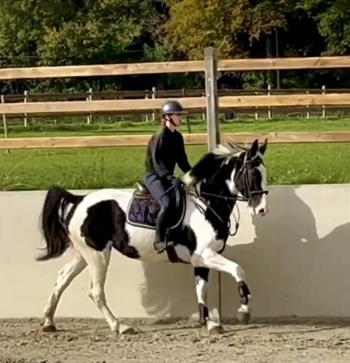 Cavalla Origine Non Constatata In vendita 2019 Pezzato