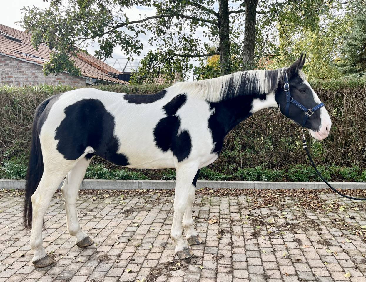 Cavalla Origine Non Constatata In vendita 2019 Pezzato