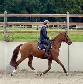 Cavalla Westphalien In vendita 2016 Sauro