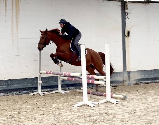 Cavalla Westphalien In vendita 2016 Sauro